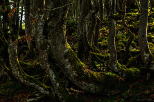 P01-2017_0907-Pralioux-11