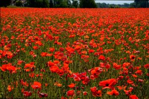 P01-2023_0603-Poppies